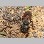 Sphecodes pellucidus - Blutbiene w002c 9mm - Sandgrube Niedringhaussee-det.jpg